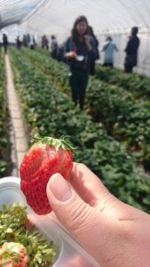 Strawberry Picking at Lambert’s Fruit Farm