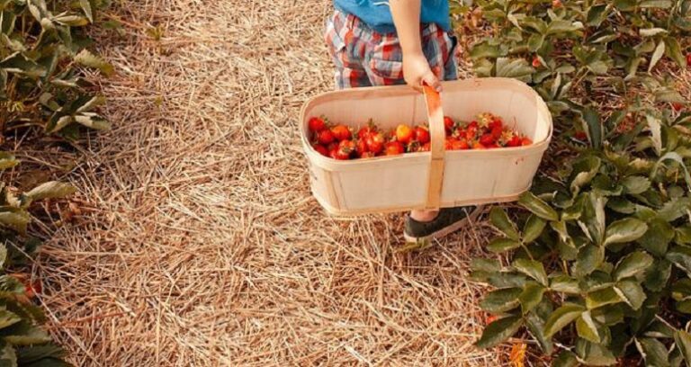Strawberry Picking at Lambert’s Fruit Farm