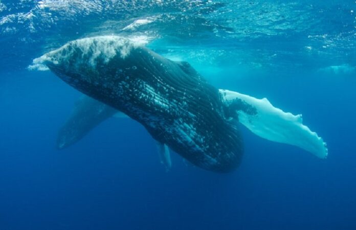 Blue whale Blue whale