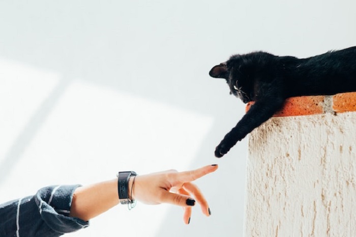 Healthy Relationship With Your Pets