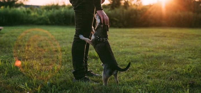 Selecting Your First Dog