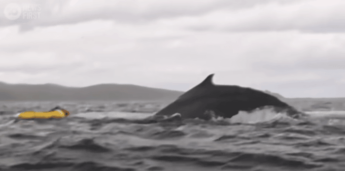 A man swallowed by a humpback whale