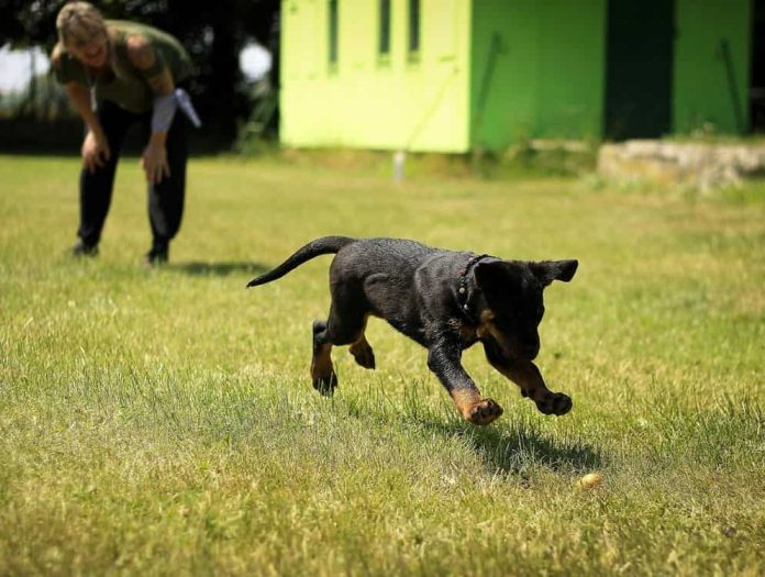 Furry Friend's Habits and Behaviors Furry Friend's Habits and Behaviors