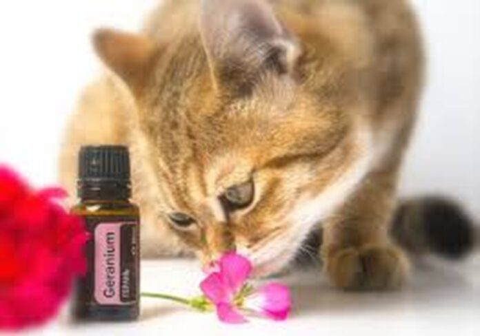 Oils Are Safe For Cats