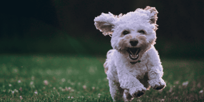 A joyful white dog running on green grass with ears flapping