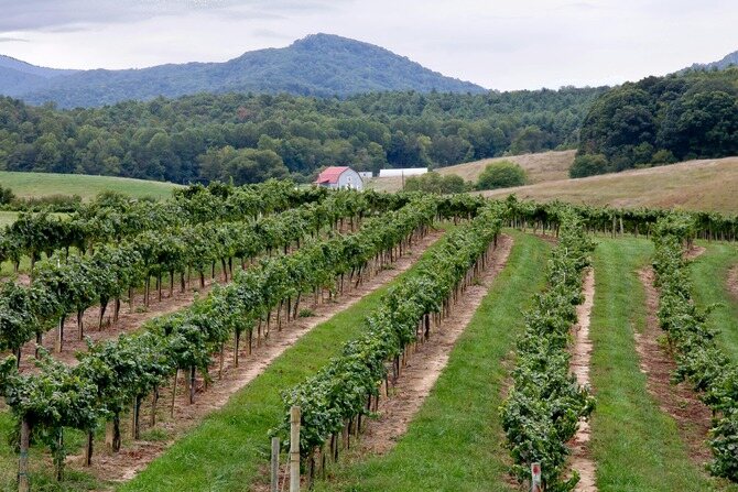 Peaceful Vineyard Landscape in a Scenic Travel Destination Peaceful Vineyard Landscape in a Scenic Travel Destination