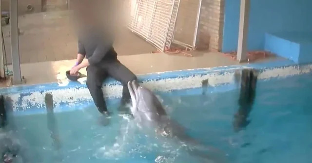 Zoo keeper caught on camera 'performing sex act on dolphin' Zoo keeper caught on camera 'performing sex act on dolphin'